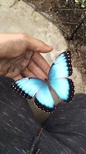 13K views · 113 reactions | #Video| 'Espléndida mariposa morfo azul 曆'. Las alas de la mariposa morfo azul no son realmente azules; su color proviene del reflejo de la luz en las diminutas escamas de sus alas, creando un efecto iridiscente. Síguenos en nuestras redes para mantenerte informado. |#Noticias |#Mundo |#DiarioPresente | Diario Presente | Facebook