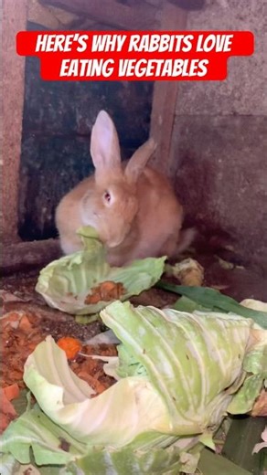 Here’s Why rabbits love eating vegetables #shorts #viralshorts #rabbit #eating #vegetables