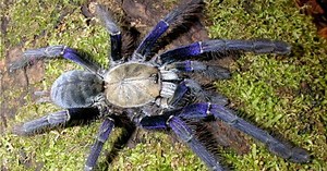 This Large & Blue Spider Exists in S'pore & Could Hiding in Your Room Now