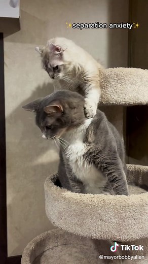 Dilbert the Highlander: The Unique Highland Lynx Cat