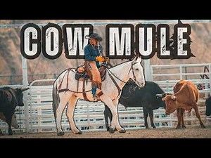 Working and Roping Cattle on MULES In Idaho