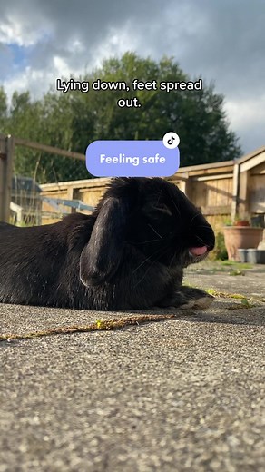 Hazel The Bunny on TikTok