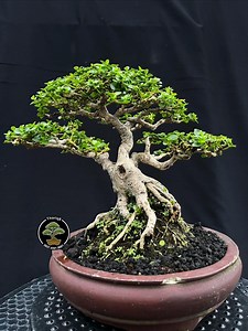 Premna Microphylla Bonsai Code 127. Tropical Tree. |ficus |tiger Brack |nebari |maple |japanese Tree - Etsy Canada