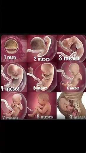 Fetal Development Month by Month | How Baby Grows in the Womb