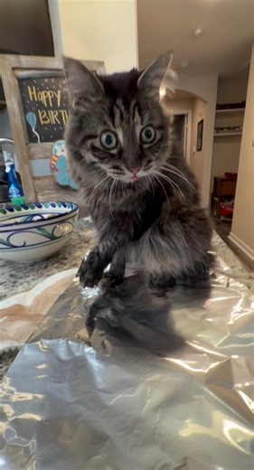 This trick does NOT work #catvideos #cat #kitten #kitty #cats #shorts