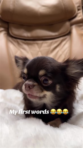Learning my first words 😁🤣😂😂 #chihuahua #love #foryou #cutest #viralvideos