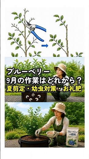 Blueberry Tasks for September: What to Prioritize Between Summer Pruning, Grub Control, and Post-...