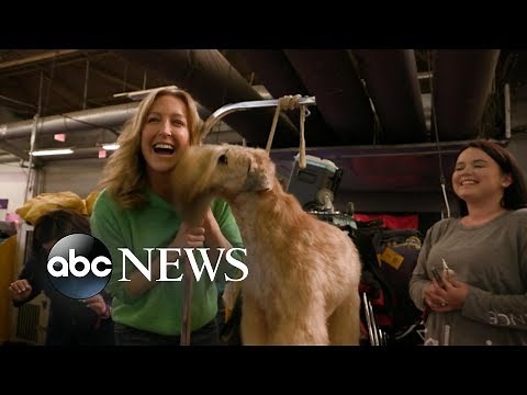 Behind the scenes at the Westminster Dog Show