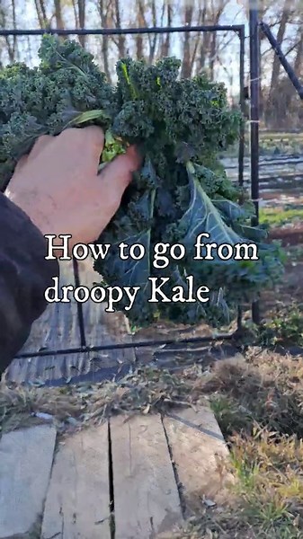 Unlock Your Free Backyard Farm Launch Guide Now!