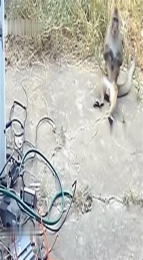 Curious Monkey Gets a Shocking Surprise While Playing with Wires!