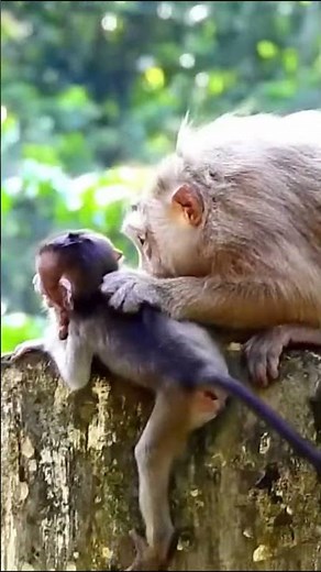 Life of Monkeys: The mother monkey is strictly disciplining her child.