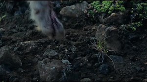 David Guetta - She Wolf (Falling To Pieces) ft. Sia (Official Video)