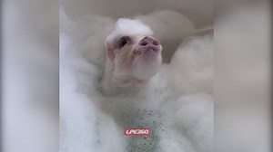 Nothing beats bath time #bubbles | Funny Videos