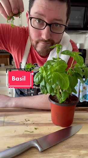Storing and Preserving Fresh Basil: Tips and Tricks