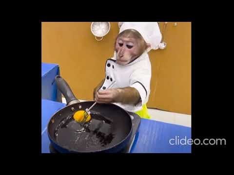 The sad life of Monkey Baby YoYo.