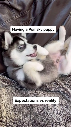 Understanding the Pomsky Puppy: Expectations vs Reality