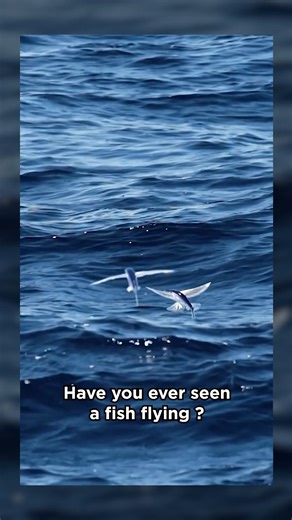 Flying Fish Caught on Camera! 🐟✨ Unbelievable Moment #fish #unbelievable #animals