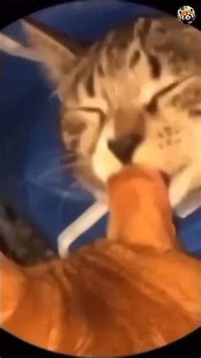 kittens to snuggle with