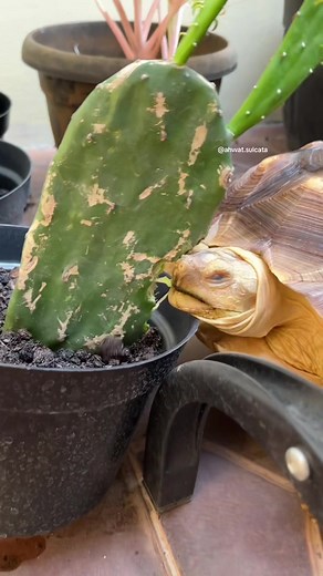 Bring her afternoon walk but then... my cactus🥹 #sulcata #sulcatatortoise #tortoise #petsoftiktok #petlover #animals #animallover #tortoiselife #reptile #reptilekeeper #animalvideos #fyp #fypp #walk #cactus