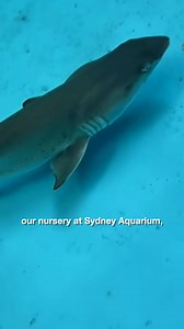 14K views · 147 reactions | 麗 SURPRISE! It’s a Baby Shark! In a...