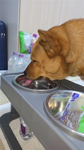 20260317 물먹는 따야 2 Ddaya drinking water🥰#왕크왕귀 #진도믹스 #황구 #시고르자브 #댕댕이 #힐링 #위로 #펫로스 #7080 #무반주노래