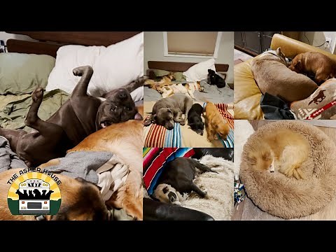 Where All The Dogs Sleep | The Asher House