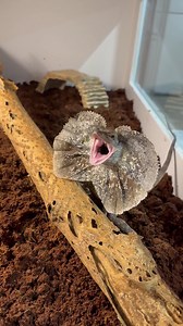 6K views · 218 reactions | Really cool video of our frilled dragon showing off | Animal Magic, Inc. | Facebook