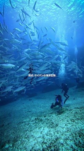 透き通った海、カラフルなサンゴ、遊ぶ魚たち—サイパンの海の世界は、見て初めて信じられるほどです。 🌊🐠✨ #Saipan #VisitSaipan #OceanVibes #IslandLife #TropicalGetaway #ParadiseFound #BeachVibes #Wanderlust #TravelGoals #PacificIslands #ExploreMore #MarineLife 🤿 🎥: @happybubbles00