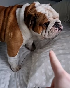 This dog failed spectacularly 😂 | Lessons Learned In Life