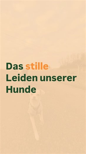 Lea | Hundetrainerin - mit Respekt und Verständnis zum Ziel on Instagram: "Dieser Moment trifft hart. Jahrelang hast du Komplimente gehört, wie "brav", "ruhig" und unauffällig dein Hund in stressigen Situationen ist. Du warst stolz und dachtest, er ist einfach gut erzogen. Aber dann lernst du, genauer hinzusehen. 👉 Plötzlich siehst du nicht mehr "brav". Du siehst starre Muskeln, eine gerade oder starre Rute, weit aufgerissene Augen, die ins Leere starren, und flaches Atmen. Dir wird klar: Das i