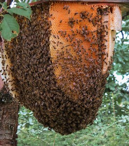 Bee Swarm Traps for Honeybees