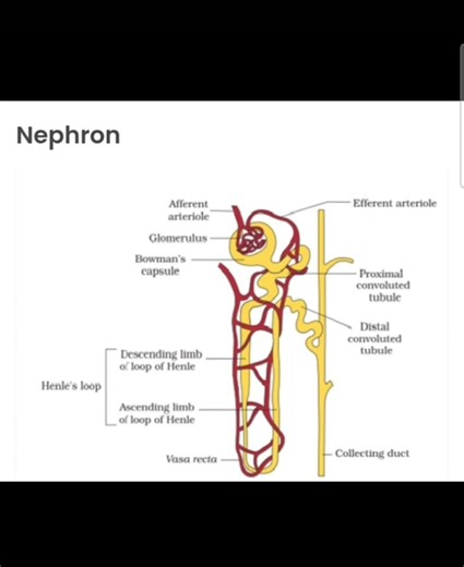 Class X Important diagrams of Biology (Science)