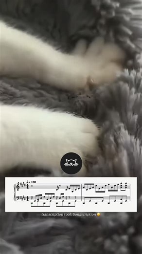 FELINES KITTENS on Instagram: "Mozart, Beethoven y Chopin un poroto al lado de Michi #catlovers #cats #catsofinstagram #reels #viral"