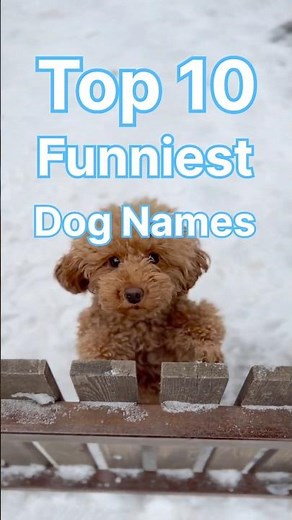 Top 10 Funniest Dog Names You’ll Ever Hear! 🐶😂 #shorts #viral #dog