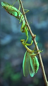 Breathtaking Battle of Two Japanese Praying Mantis Fighters #insects #prayingmantis #mantis