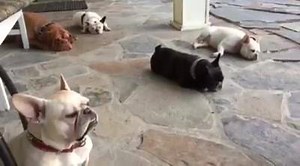 9.4K views · 1K reactions | Lone Star Dog Ranch & Dog Ranch Rescue on Reels | Facebook