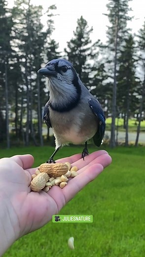 Best friends 💙 | The Dodo