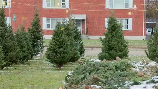 An age-old Christmas debate: Artificial tree or real tree?