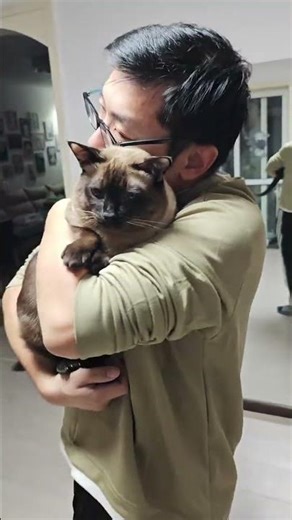 Unwind Your Day: The Cat Hug Cure for Tiredness CatLove Relaxation