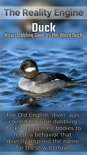 Duck - Part 1 - #Shorts #Reality #Learning #duck