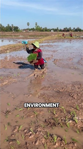 This Thai Rice Farming Hack Saves Time and Labor