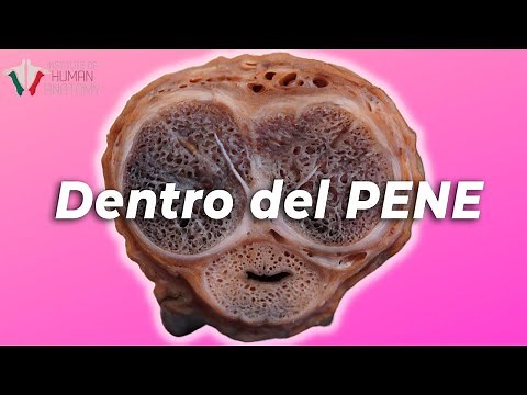 ¿Cómo funcionan las erecciones?