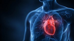 A Visual Representation of the Human Heart Within a Transparent Body Simulation, Highlighting the Complex Network of Blood Vessels and the Heart's Vital Role in Circulation and Overall Health | Premium Stock Video Footage