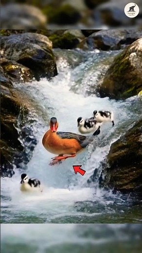 Baby Ducks vs Raging River… A Mother’s Brave Mission 😳