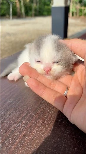 Cute kitten funny moments #cat #kitten #catvideos #cutecat #funny