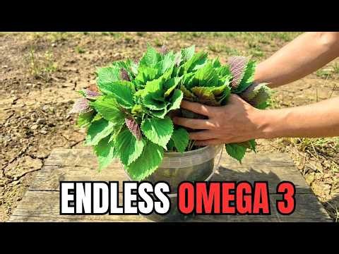 Grow Unlimited Omega 3 in a Bucket. Self Seeds Forever. The 5-min Setup.