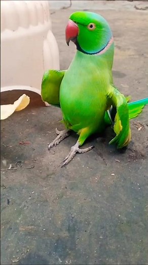 #shorts #youtube #viral #video #cutebird #parrot #voice #talking