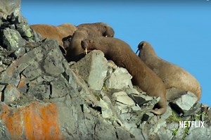 Netflix Stands Behind Graphic Walrus Death Scene in New 'Our Planet' Documentary