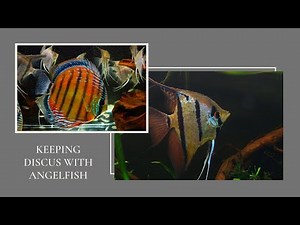 Discus fish: Can you keep angelfish with discus?