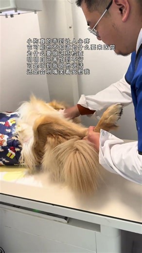 恭喜这位小狗又挺过一关，我的小狗真的超级勇敢 #金毛 #世界不能没有小狗